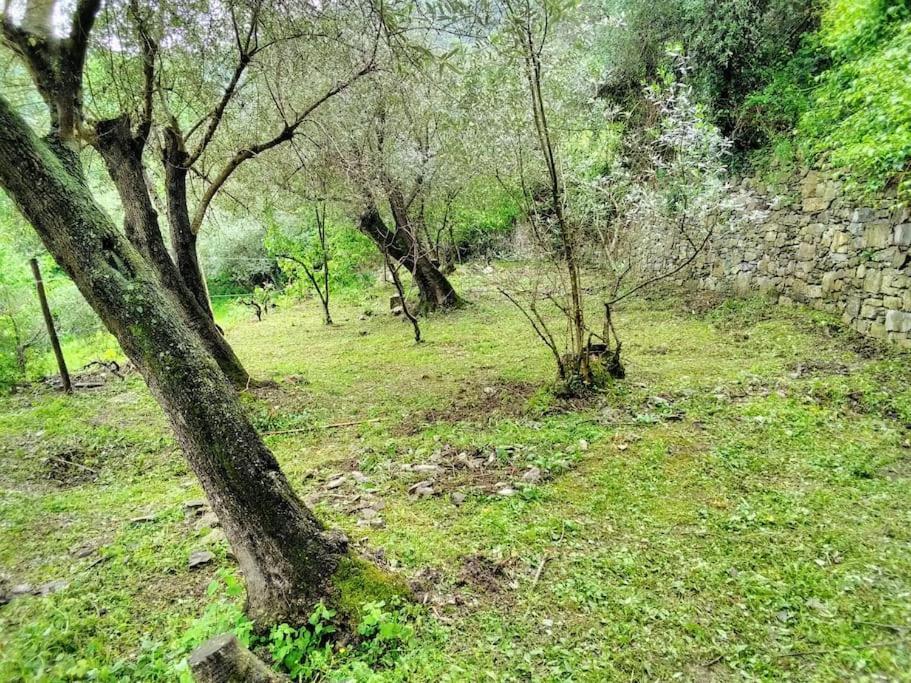 Villa Olivari - Apt Il Melograno Camogli Bagian luar foto